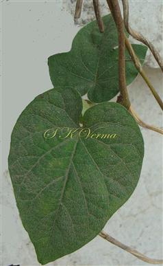  Leaf